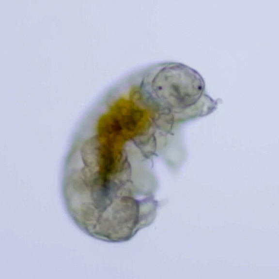 A tiny tardigrade, also known as a water bear, was one of the many extremophiles imaged by Waldman.