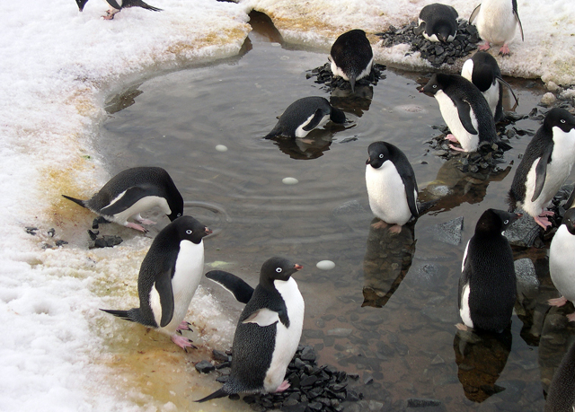 Penguins congregate around a pool of water.