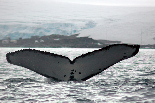 Humpback Whale Tail