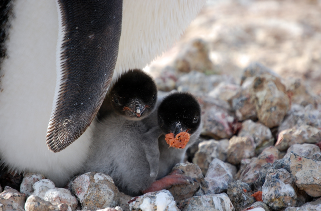 Penguin chicks with food.