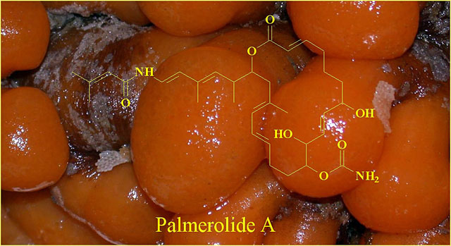 Molecular structure of a drug over picture of sea squirt.
