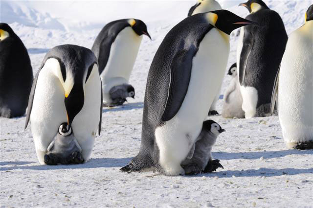 Emperor penguins care for chicks.