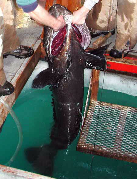 People lift large fish out of the water.