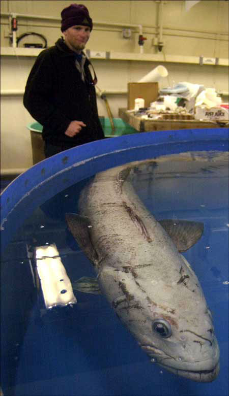 Fish swims in an aquarium tank.