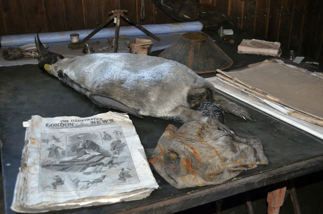 Newspaper and dead penguin on a table.