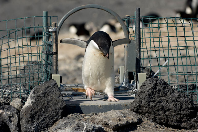 Penguin walks through gate.