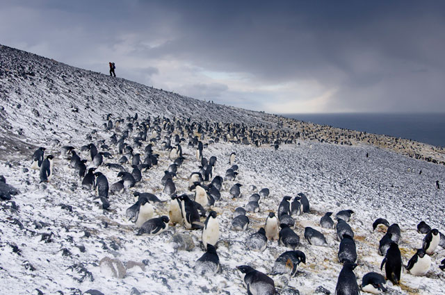 Penguins gather on a hillside.