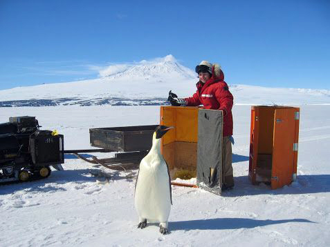 Person stands behind box and penguin.
