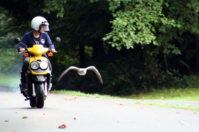 Goose flies along a motorcyclist.