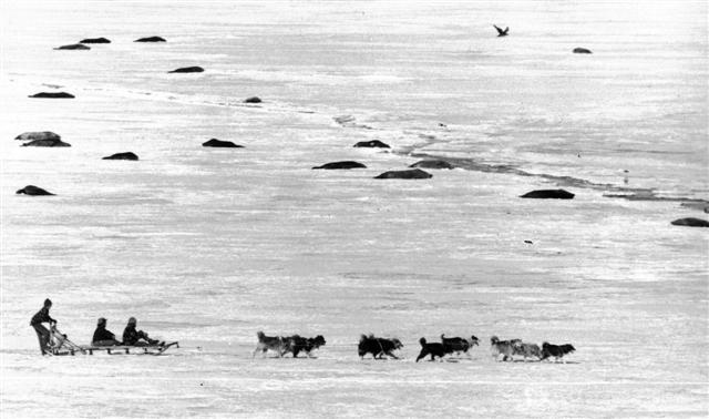 Dogsledding team races past seals.