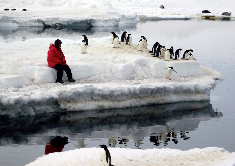 Person sits on ice floe surrounded by penguins.