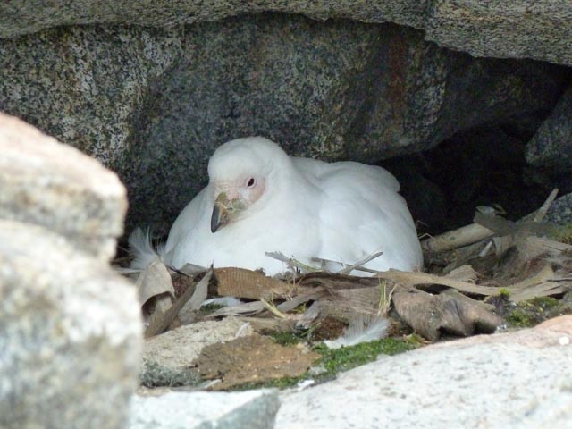 Bird sits in nest in rock.