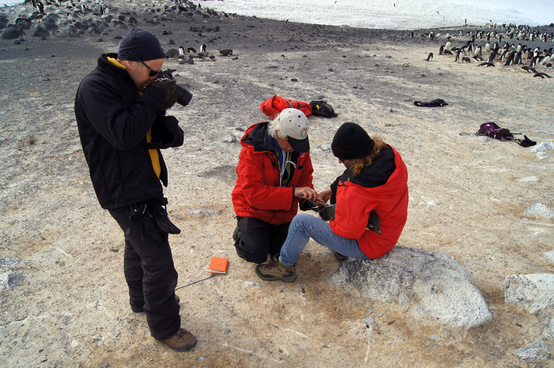 Person shoots photo of people handling penguin.