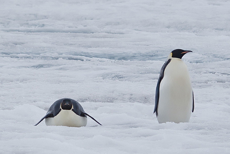 Two emperor penguins on ice.  