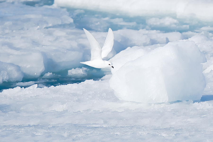 A snow petrel sails over ice and water, foraging for food. 