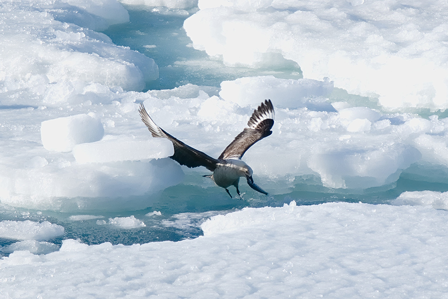 A south polar skua catches a fish. 