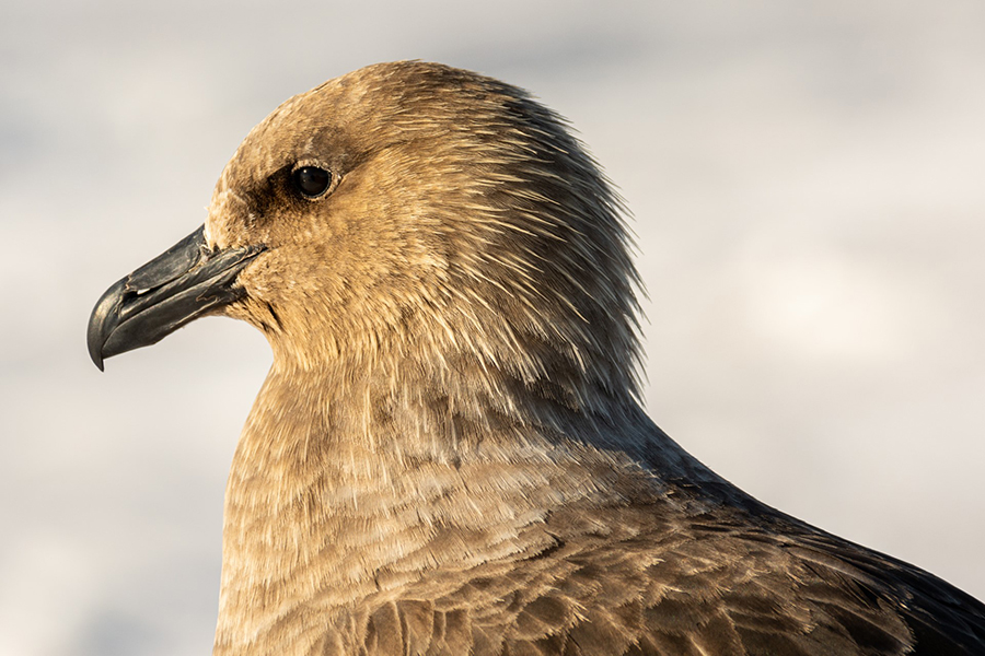 The profile of a south polar skua, one of the most infamous seasonal residents around Antarctica. 