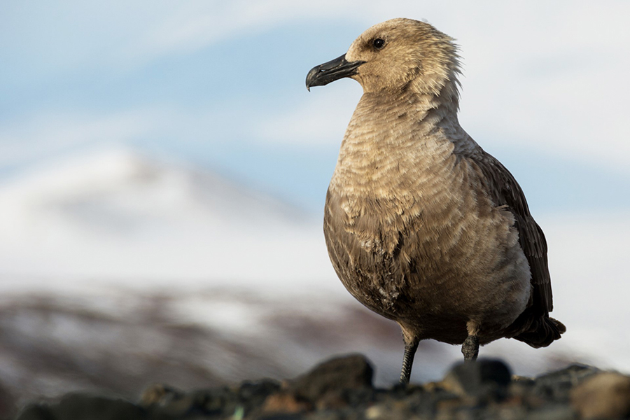 With Mount Erebus in the background, a south polar skua surveys McMurdo Station from atop Observation Hill. 