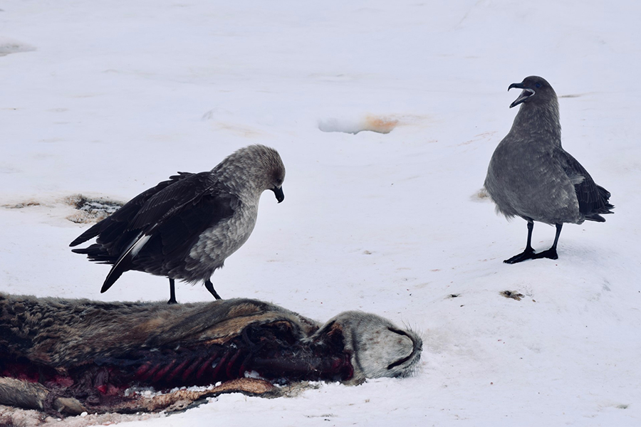 Two hungry skuas pick at the remains of a deceased seal pup. Skuas are resourceful, and will scavenge nearly anything to eat.