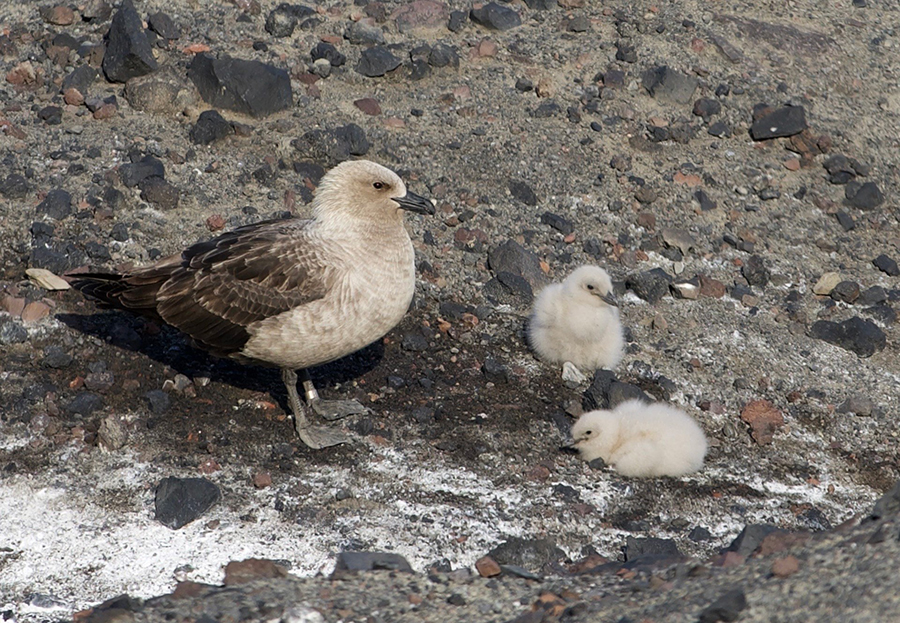 A skua parent looks over its two chicks. It’s unusual for two chick to hatch, and even rarer for both of them to survive to fledging age. 