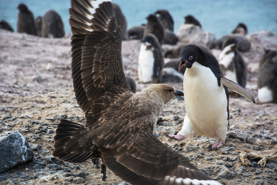 An Adelie penguin defends its nest from a skua at the Cape Crozier penguin colony. 