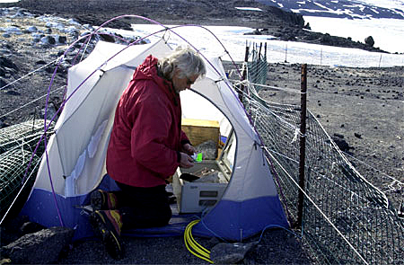 Scientist working outside of tent.