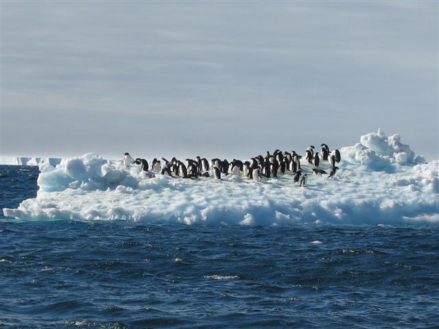 Penguins float on iceberg.