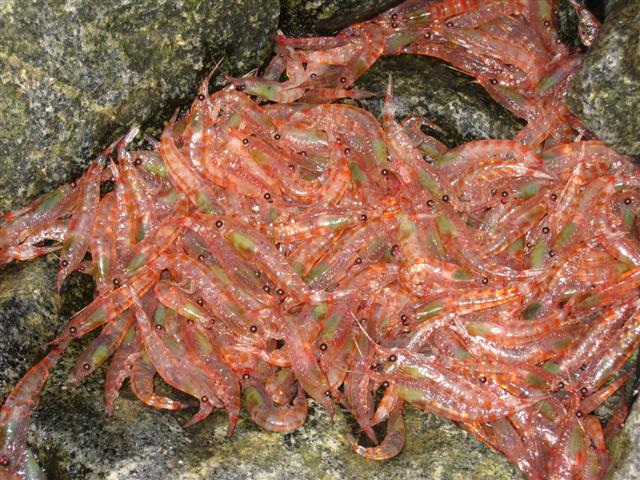 Shrimplike animals in a small pool.