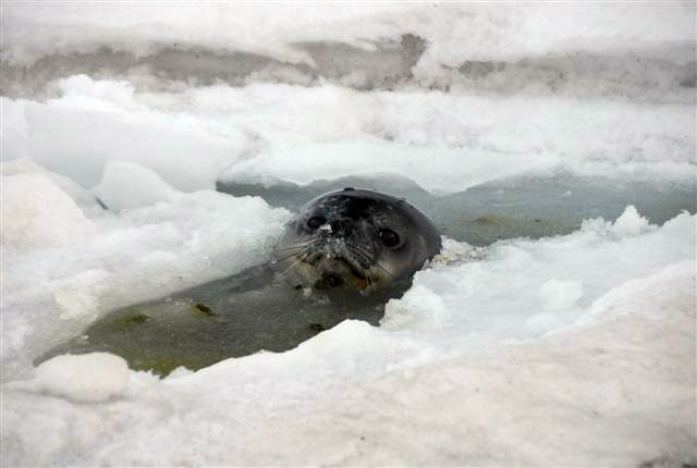 Seal with its head above water.