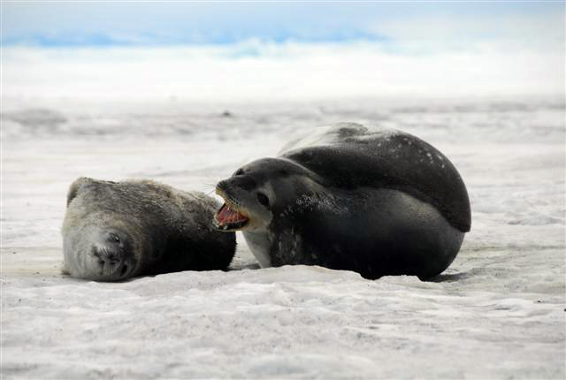 Two seals on ice.
