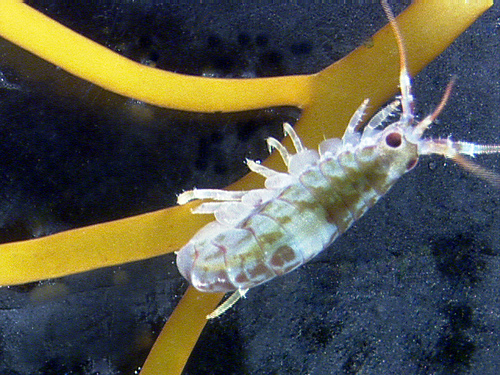 An amphipods associated with antarctic algae.