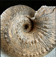 Example of an ammonite
