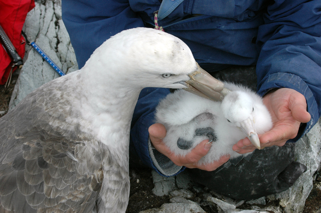 Giant petrel with young chick.
