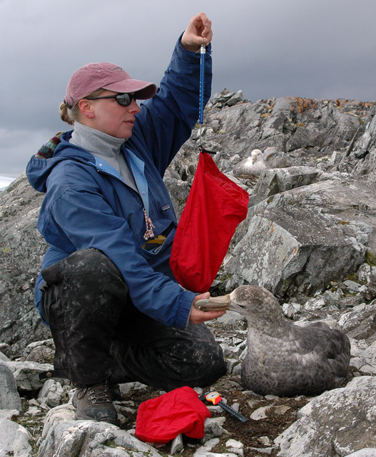 Donna Patterson-Fraser weighs a giant petrel chick.