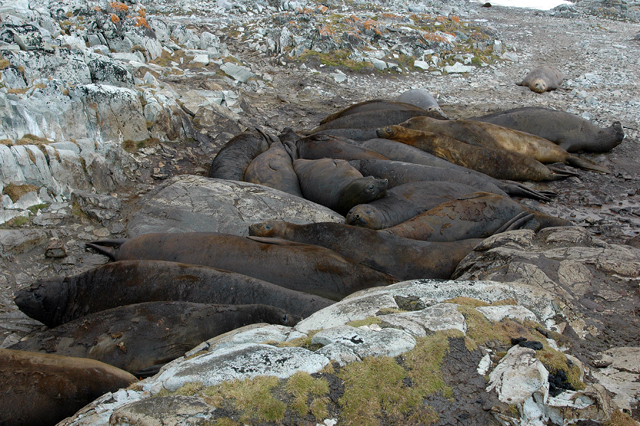 Elephant seals on Humble Island.