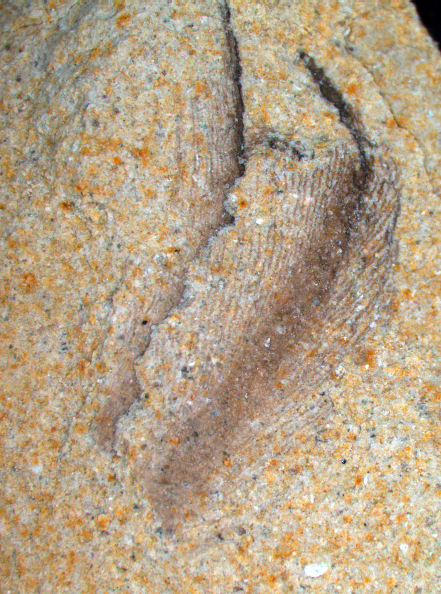 Fossil body feathers of an ancient penguin.