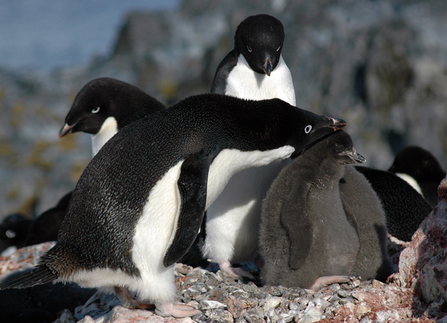 Penguins