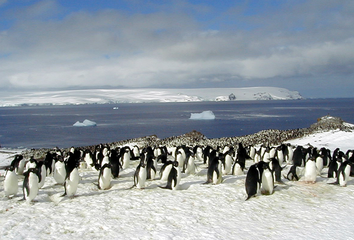 An Adelie penguin colony near the Copa camp.
