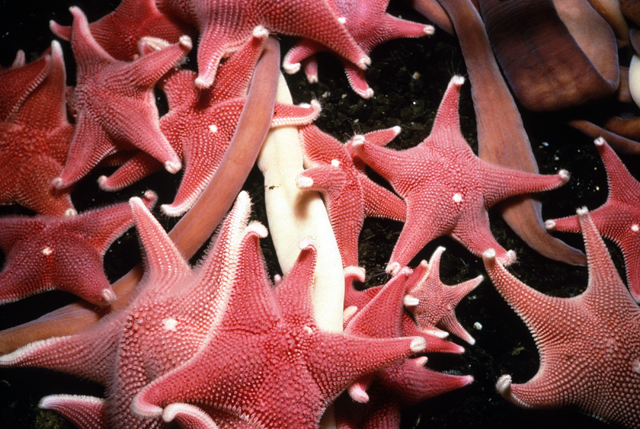 Sea Stars