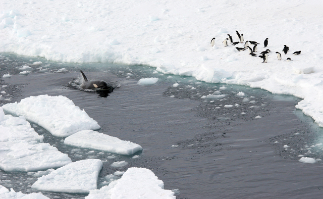 Whale swims in channel near penguins.