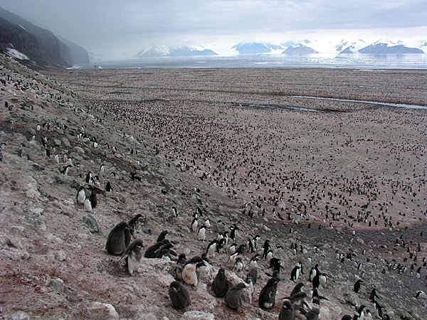 Penguin colony at Cape Adare.