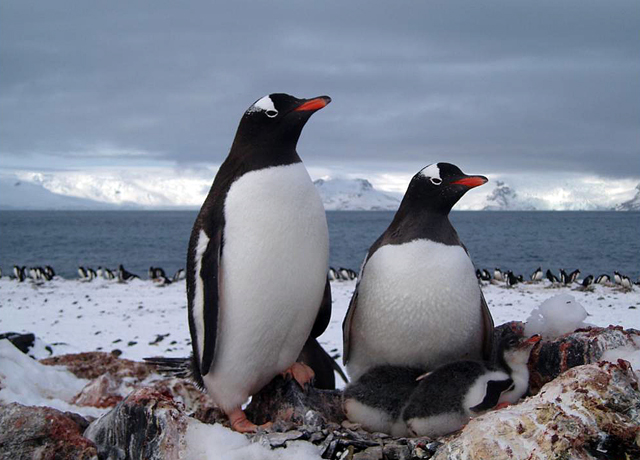 Gentoo adult penguins with chicks.
