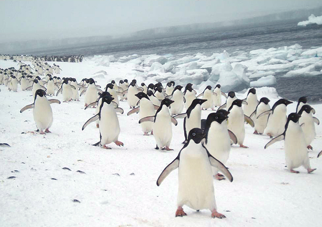 Adelie penguins at Brown Bluff.