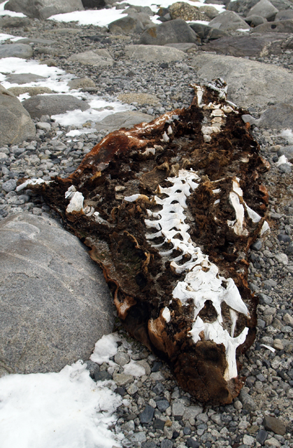 Remains of elephant seal on a rocky beach.