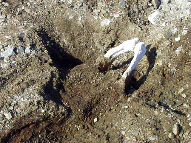 Elephant seal jaw bone sticks out of the ground.