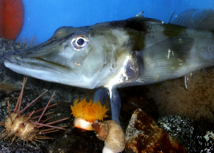 A Blackfin Icefish