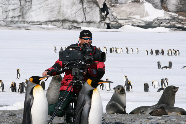 Cameraman films king penguins on subantarctic island.