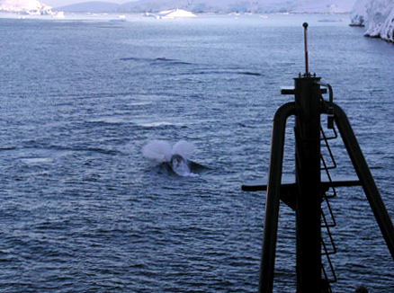 Ship follows whale through the Southern Ocean.