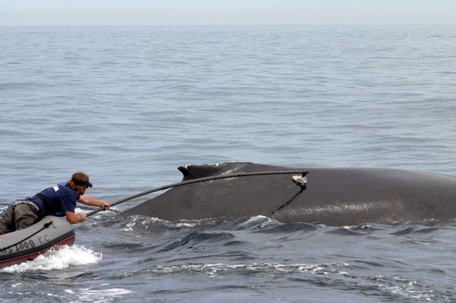 A researcher tags a humpback whale.