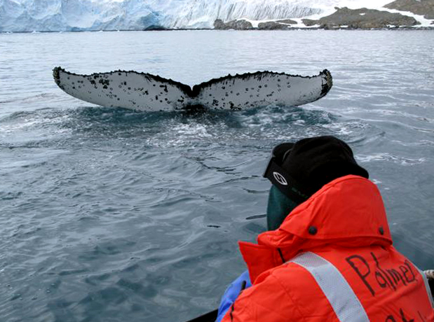 Humpback Whale Tail